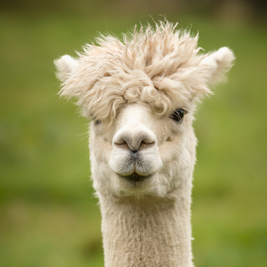 Alpakka